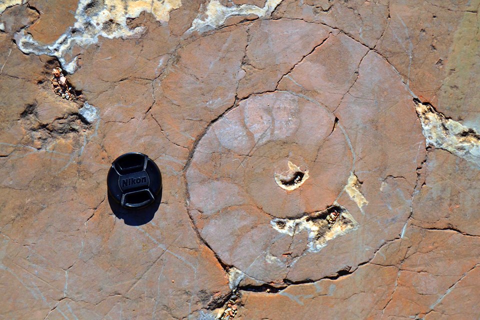 Geoparque de las Sierras Subbéticas Ammonites 
