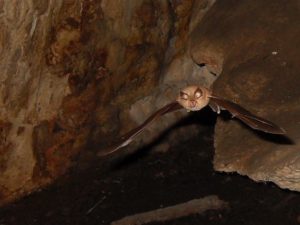 Geoparque de las Sierras Subbéticas Cueva de los Murciélagos