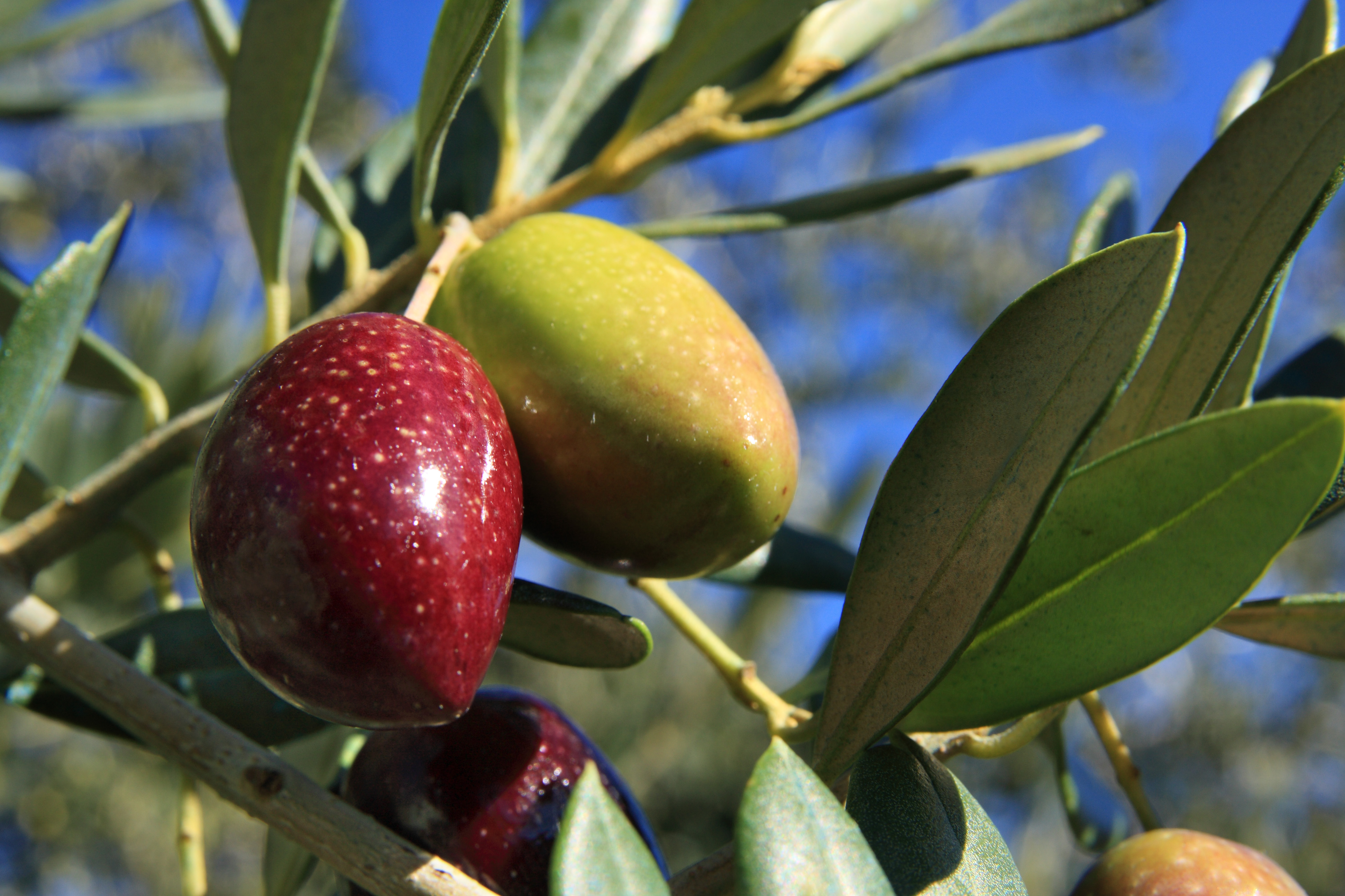 Aceites Vizcántar fruto del olivo