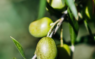 El protagonismo del aceite de oliva en la Subbética