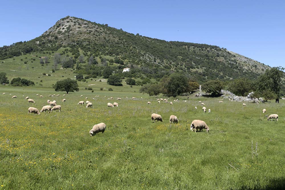 Ganado pastando en el entorno de Zuheros