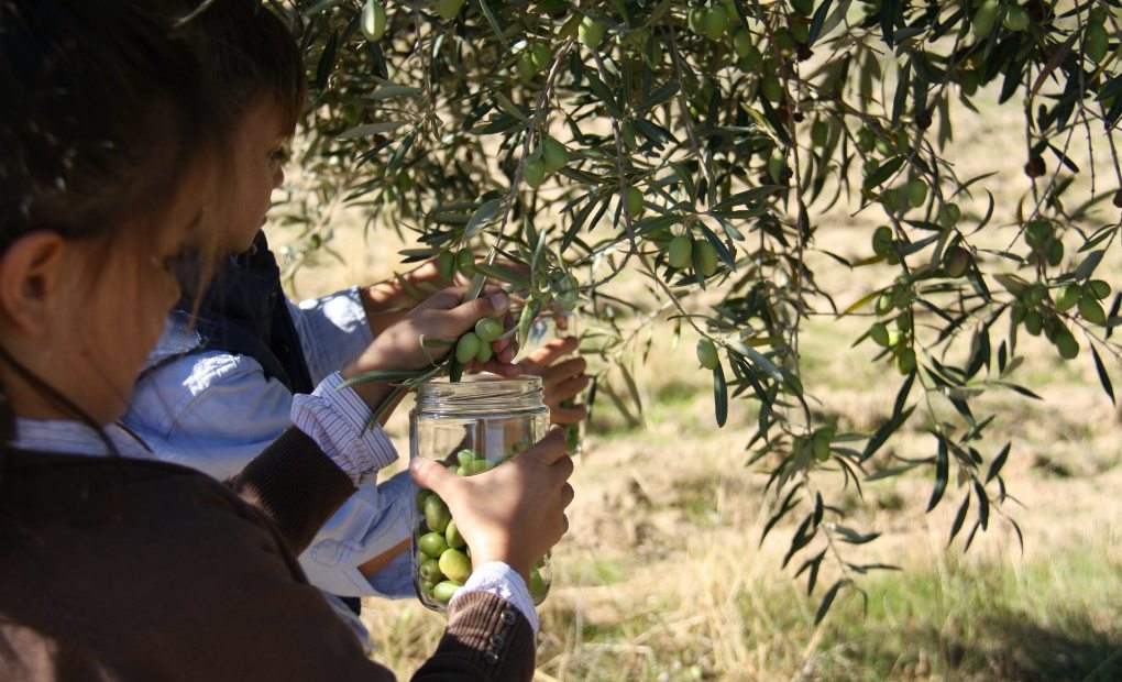 La interesante fusión de agricultura y turismo en la Subbética