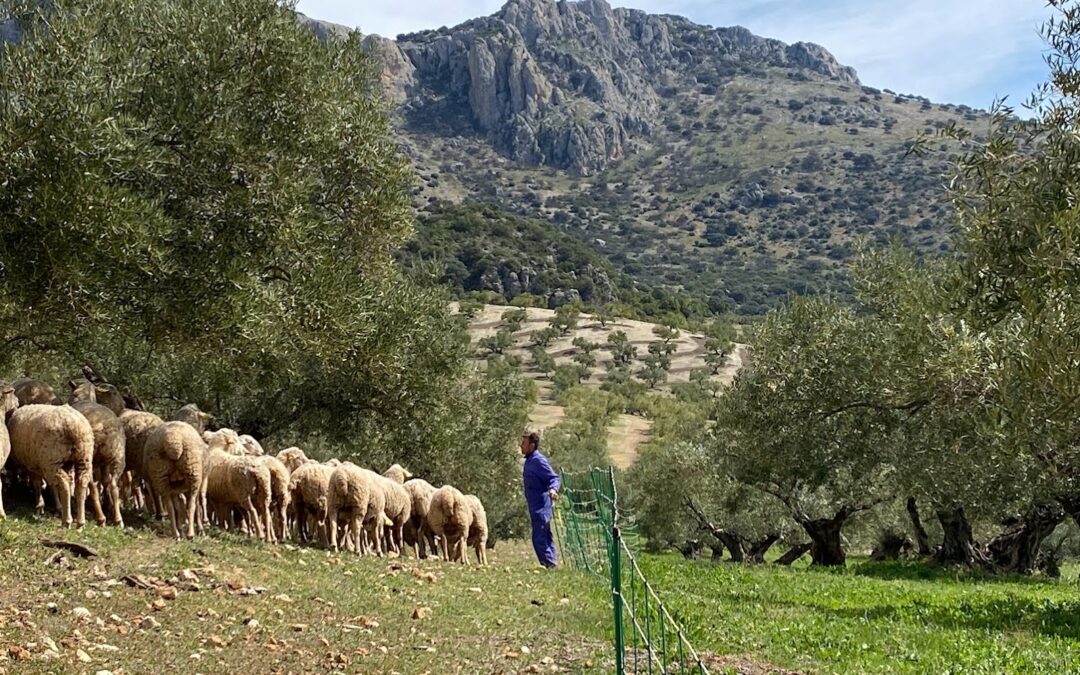 FINCA REGENERATIVA VALLE DEL CONDE